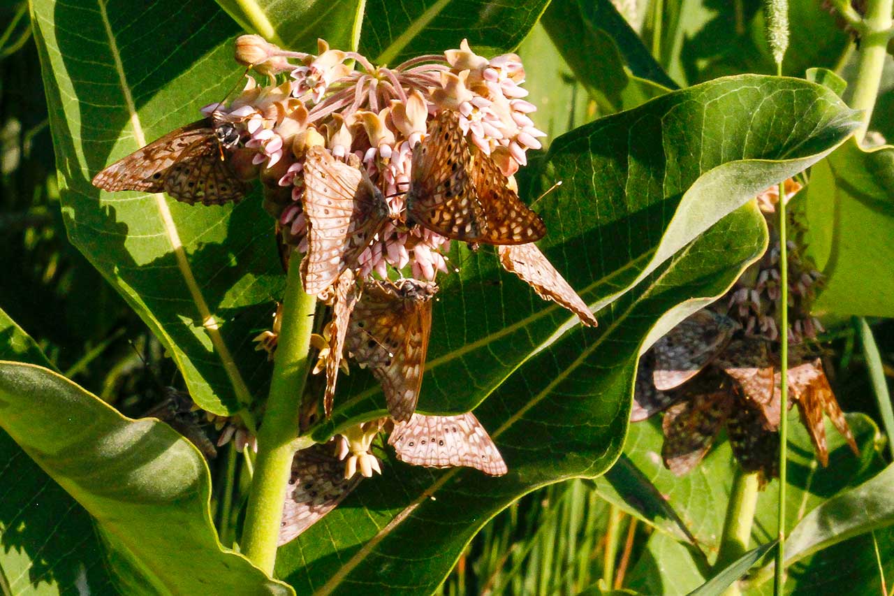 Hundreds of butterflies on milkweed along the Rockefeller Trail