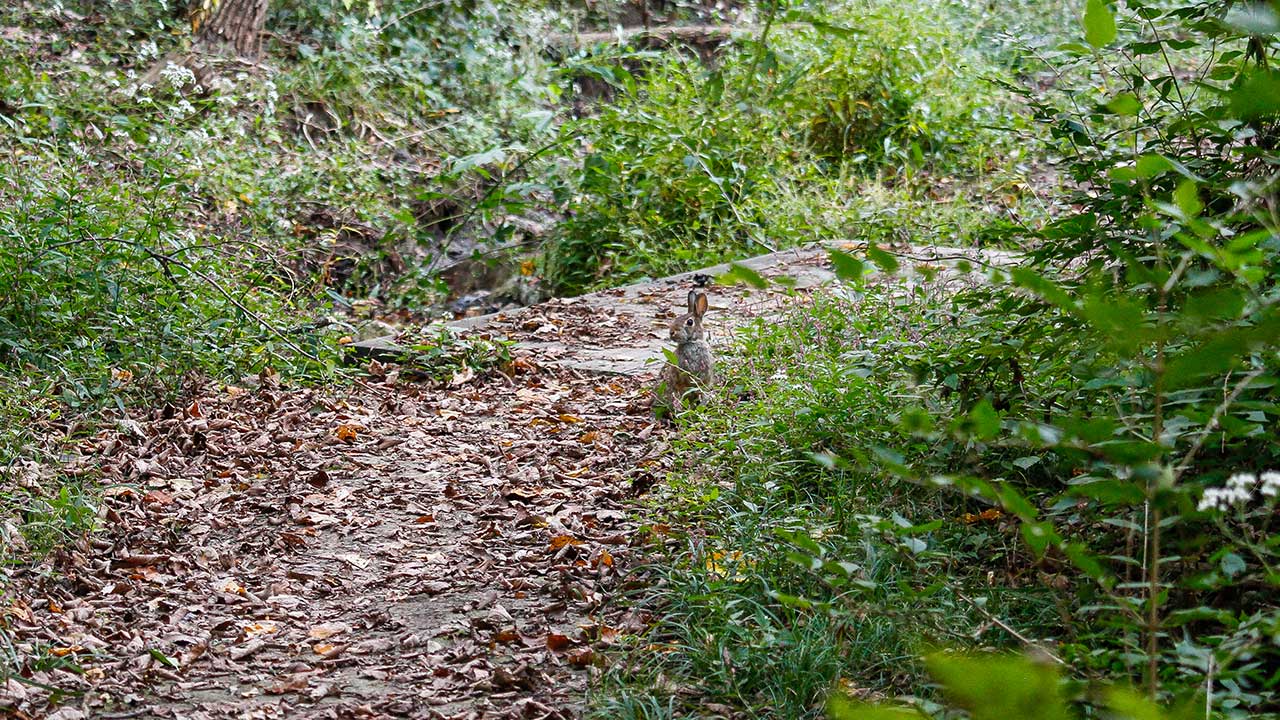 A rabbit along the nature trail