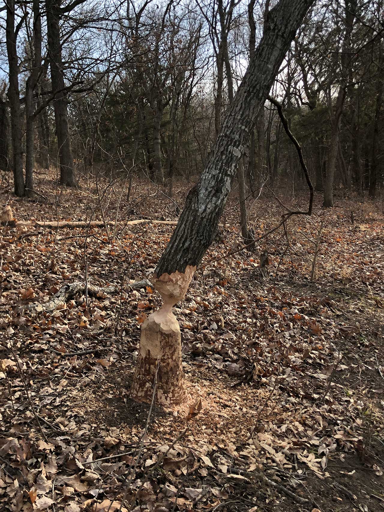 Beaver damage to a tree
