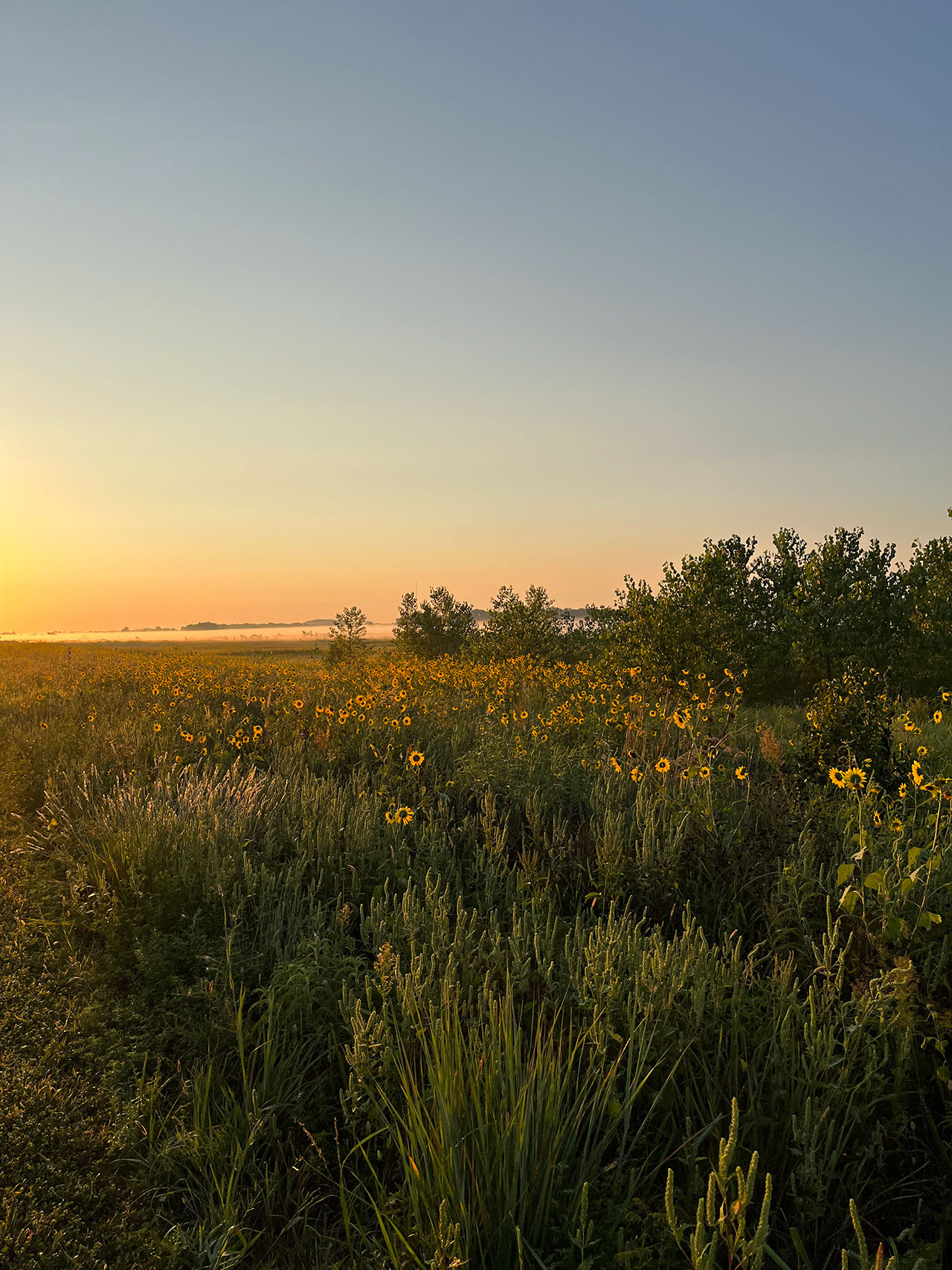 Sunrise on the prairie with wildflowers at the wetlands
