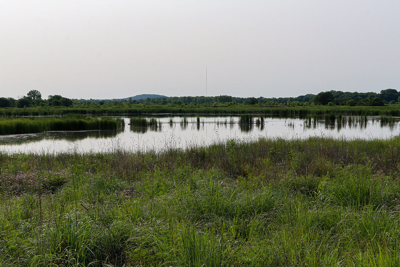 View of the Wetlands from the trail