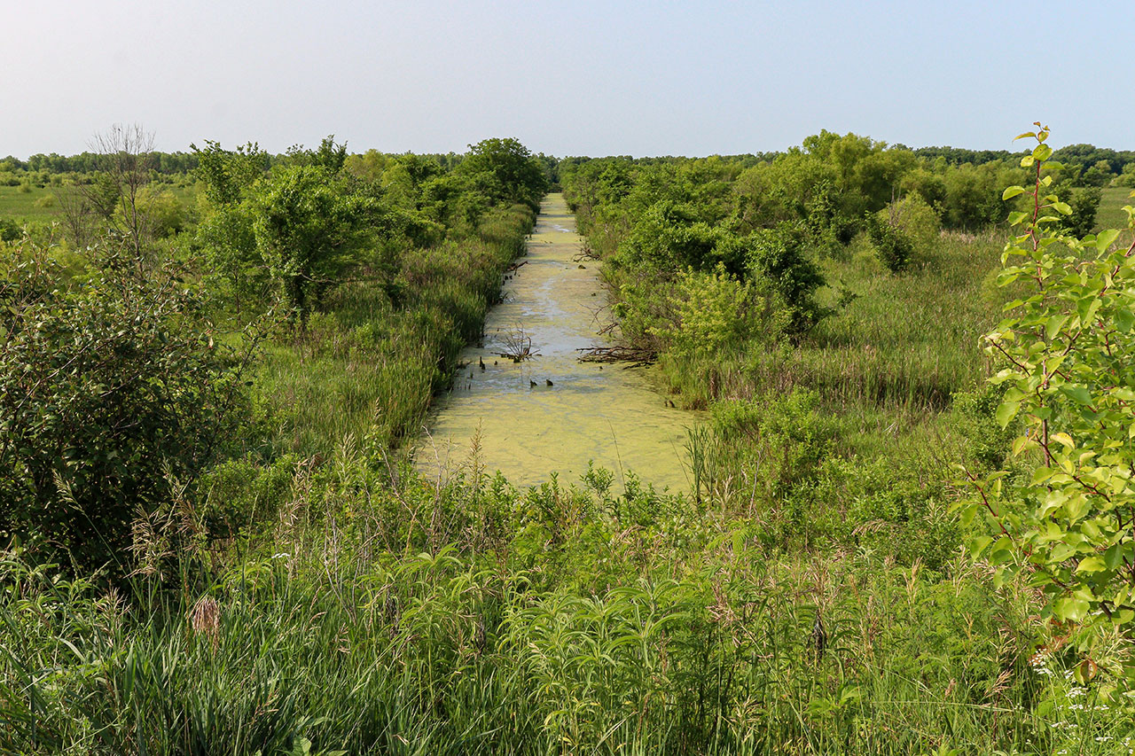 A swampy area of the Baker Wetlands seen from the trail