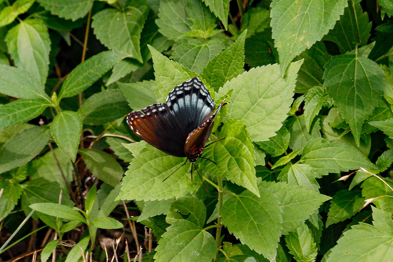 A butterfly seen along the trail