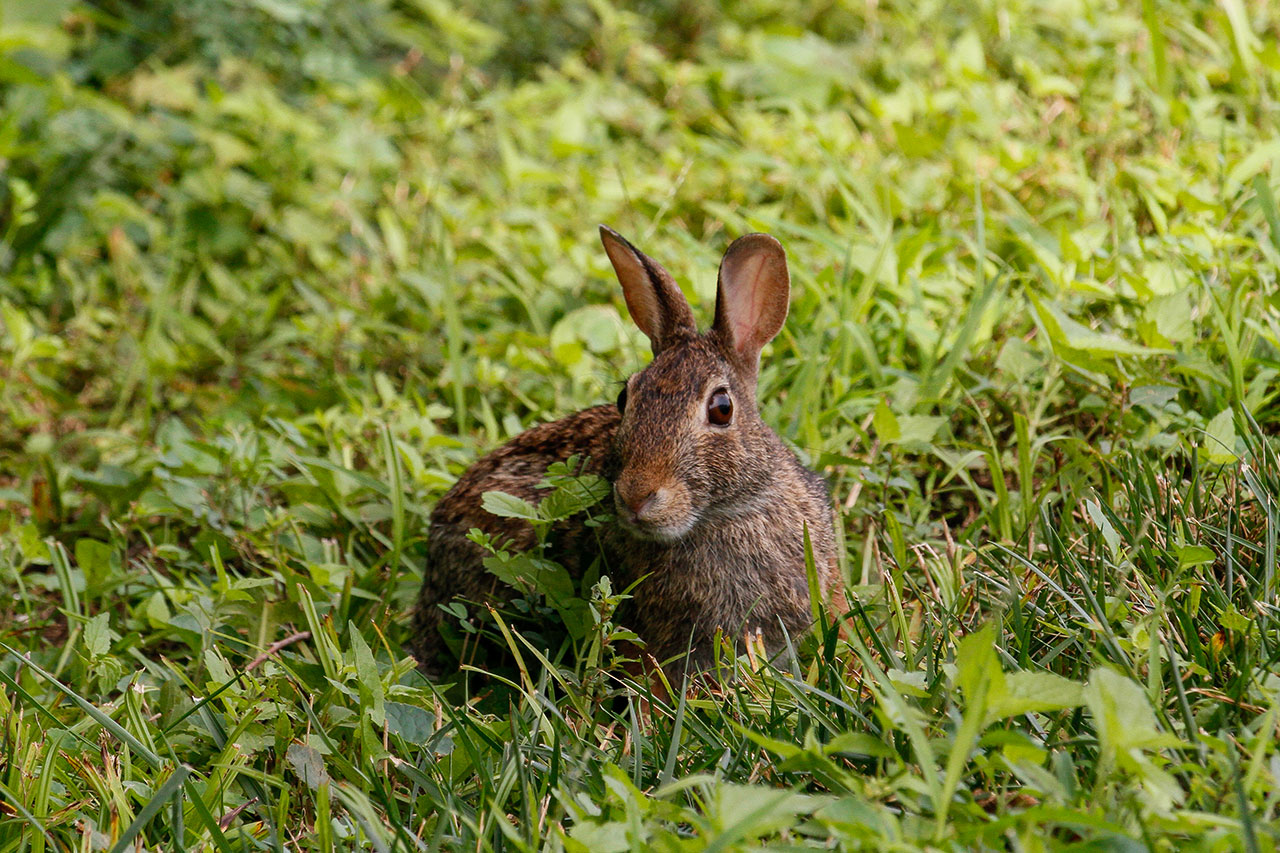 A bunny along the trail