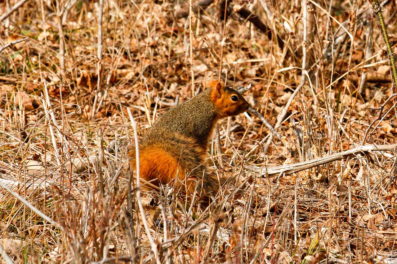 A squirrel along the trail