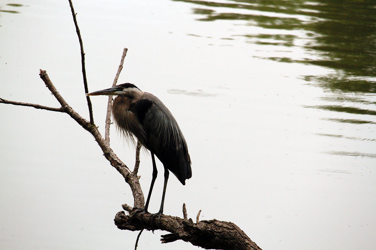 A heron on the branch above the Sandra Shaw lake