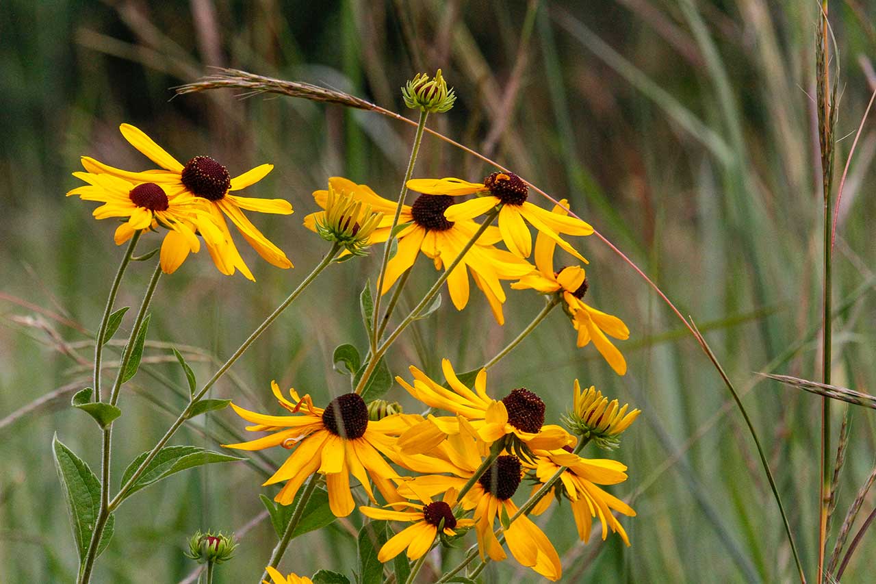 Wildflowers along the trail