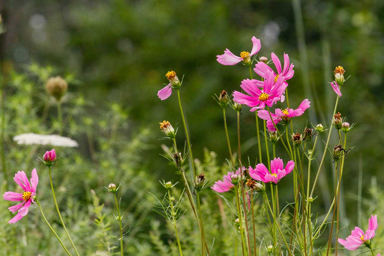 Wildflowers along the trail