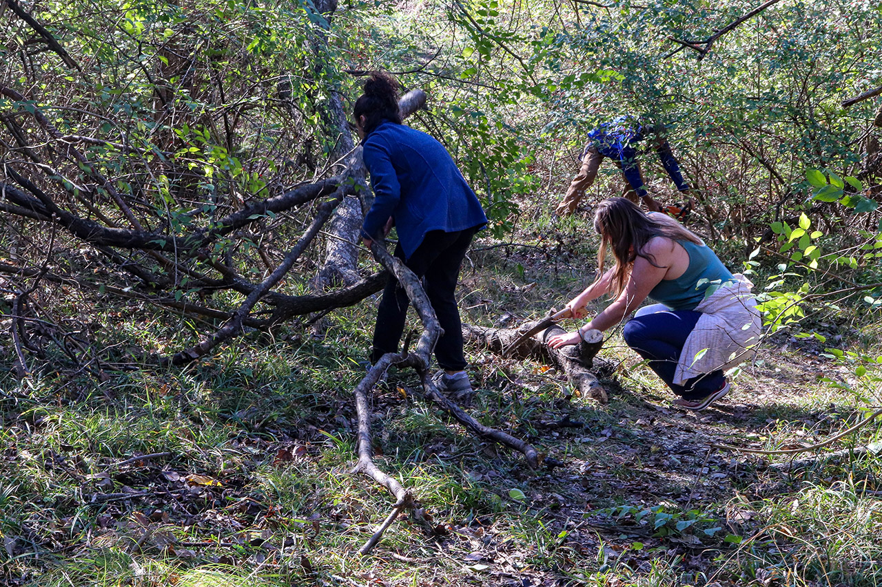 Students working to cut and remove branches