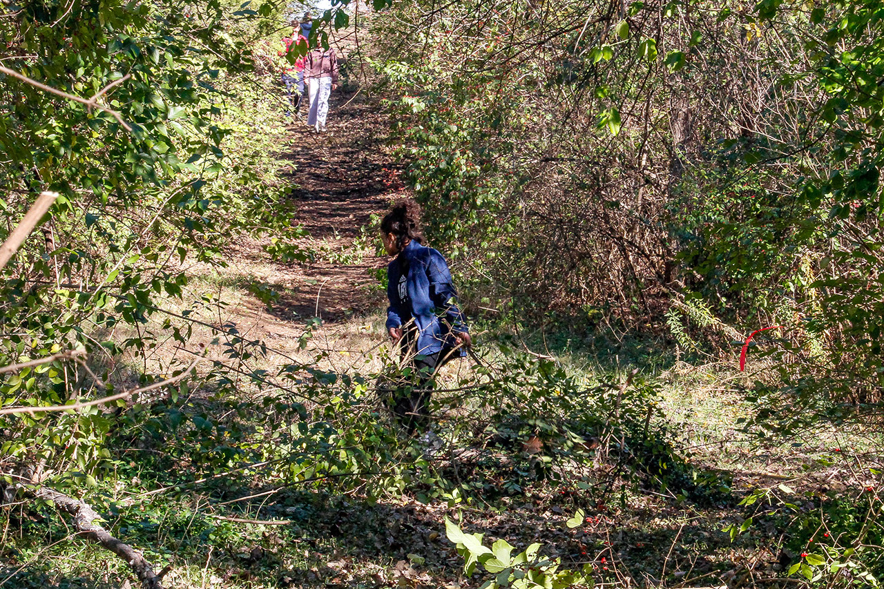 A student dragging a branch up the trail