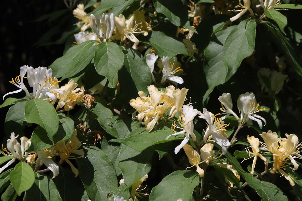 Honeysuckle, an invasive plant